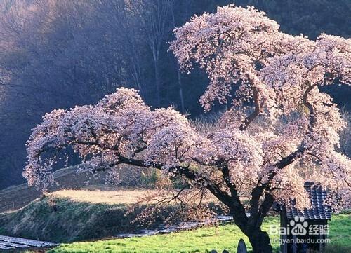 知識學習——小經驗：[8]寫文章小經驗