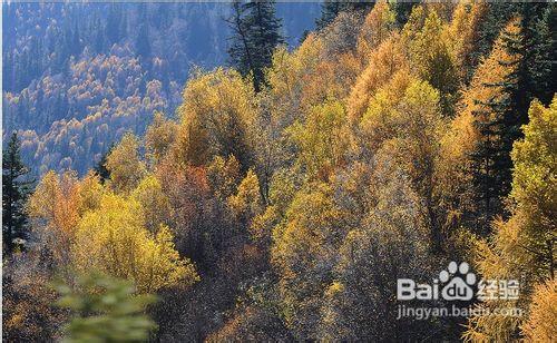 2012四川金秋紅葉線路推薦之九寨溝黑水