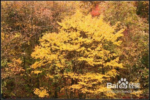 2012四川金秋紅葉線路推薦之九寨溝黑水