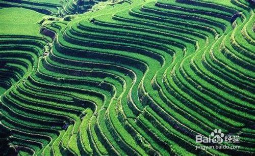 國家4A景區、國家自然與文化遺產紫鵲界梯田