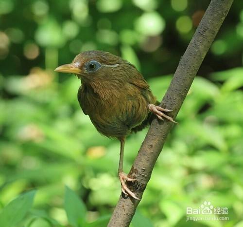 畫眉鳥拉水便怎麼辦？畫眉鳥拉稀