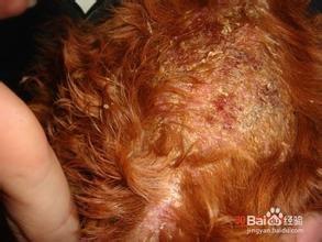 狗狗皮膚病的護理方法
