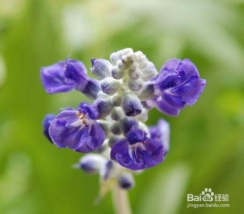 快樂鼠尾草精油——女性生殖系統守護神