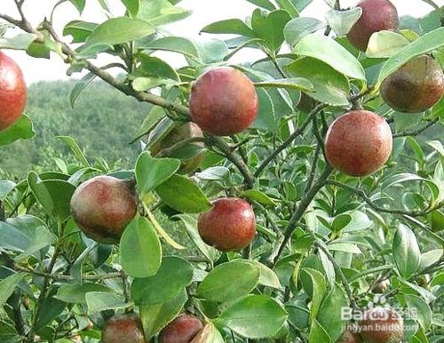 你不知道的茶油好處