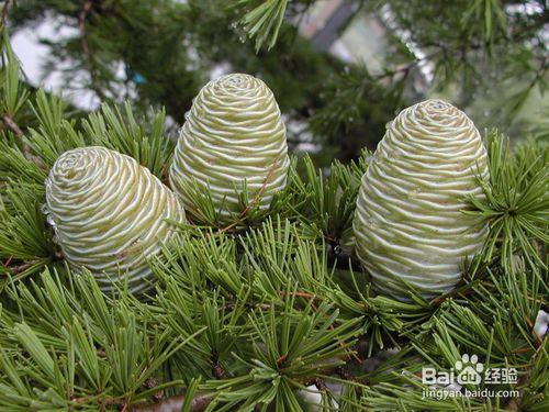 被子植物和裸子植物的區別