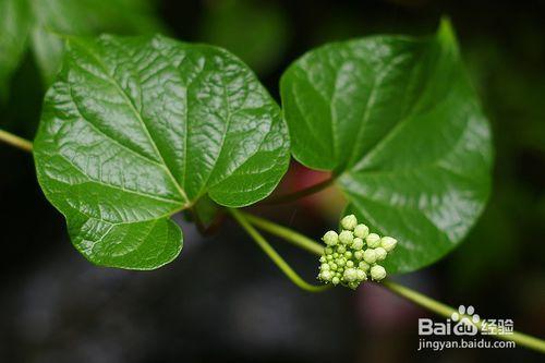 被子植物和裸子植物的區別