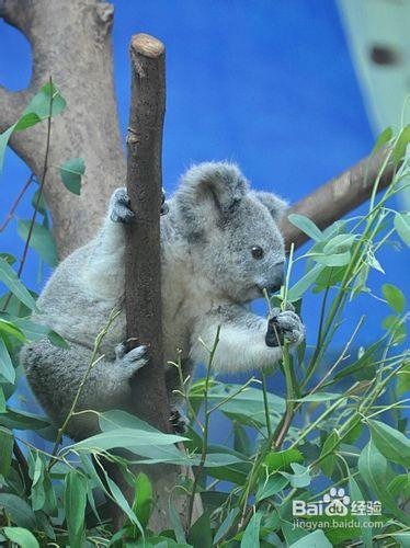 香江野生動物世界攻略