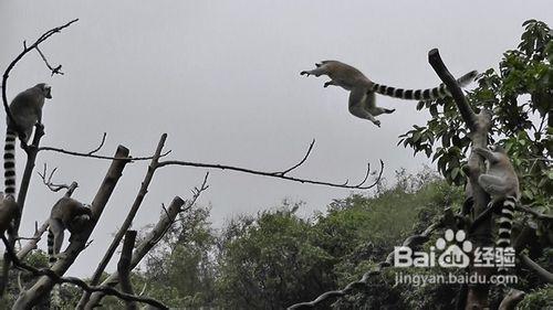 香江野生動物世界攻略