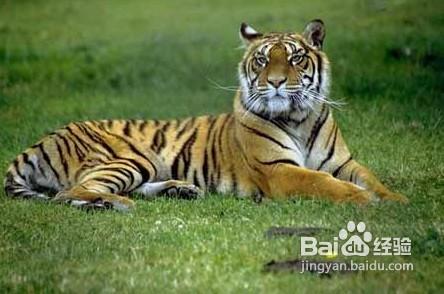 重慶重慶野生動物世界一日遊