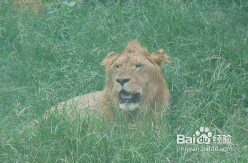 重慶重慶野生動物世界一日遊