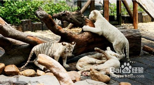 香江野生動物世界攻略