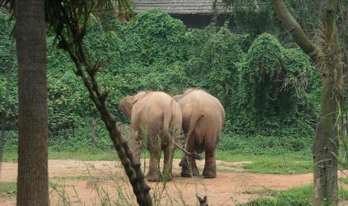 香江野生動物世界遊玩指南