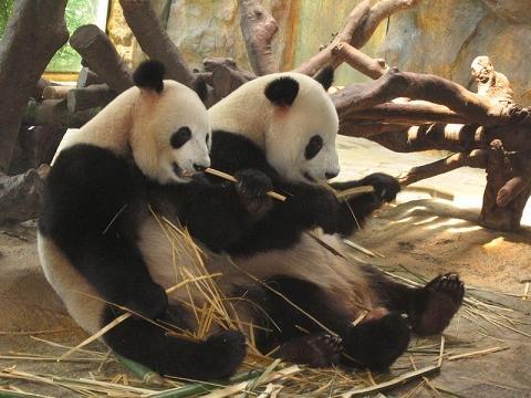 香江野生動物世界遊玩指南