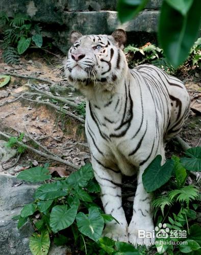 香江野生動物世界攻略