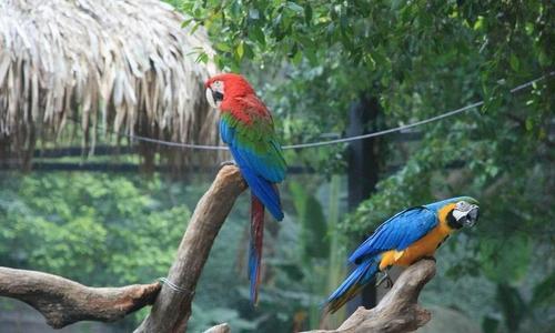 香江野生動物世界遊玩指南