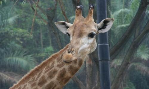 香江野生動物世界遊玩指南