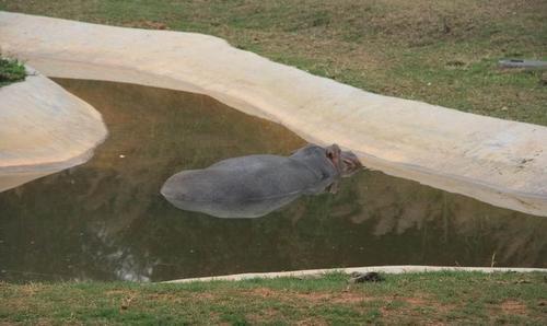 香江野生動物世界遊玩指南