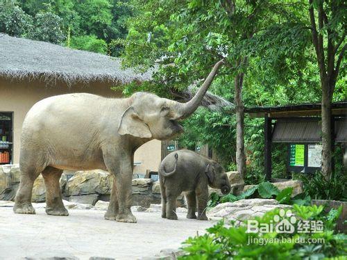 香江野生動物世界攻略