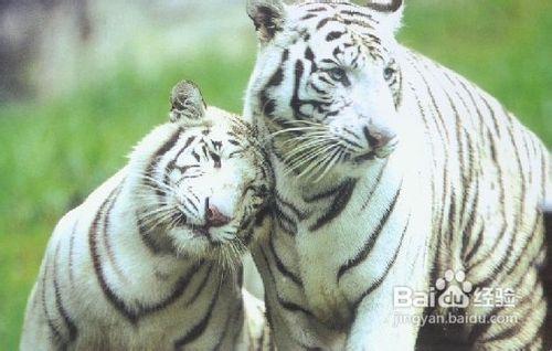 重慶重慶野生動物世界一日遊