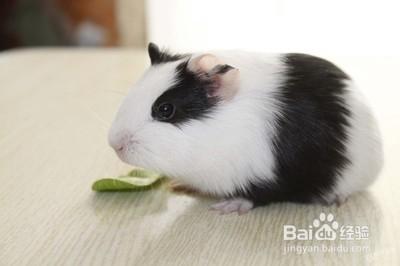 如何正確飼養豚鼠