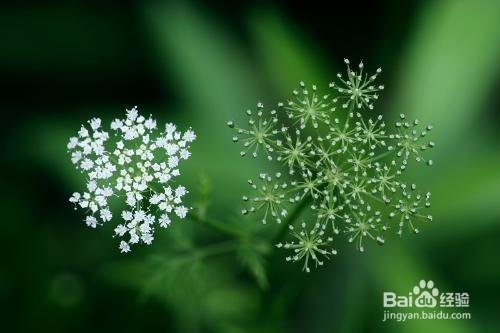 花語-用花表達人的語言