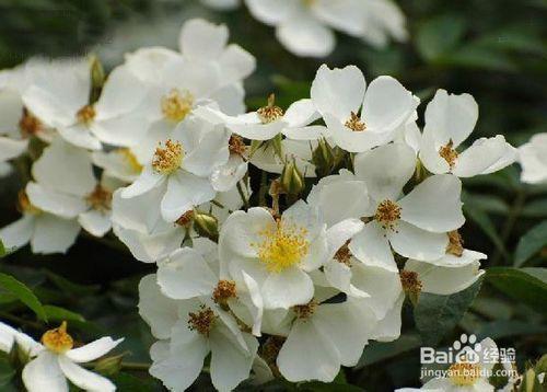 花語-用花表達人的語言