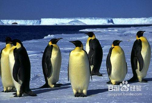怎樣做好南極旅遊的準備工作