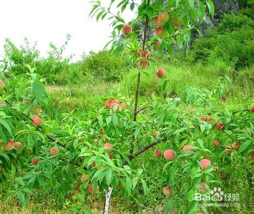 桃樹夏季如何修剪