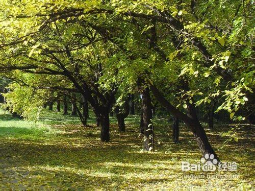 13種別墅園林景觀設計所需要的植物