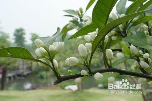 13種別墅園林景觀設計所需要的植物