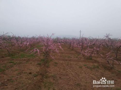 如何製作桃花酵素