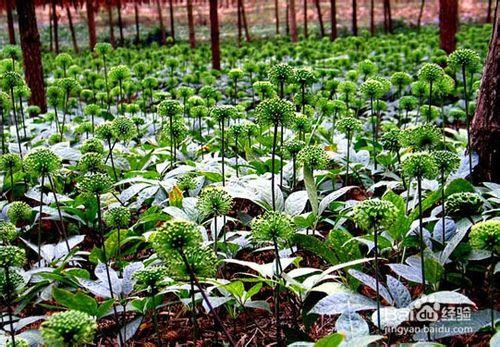 養生保健 什麼樣的鮮花有食療功效