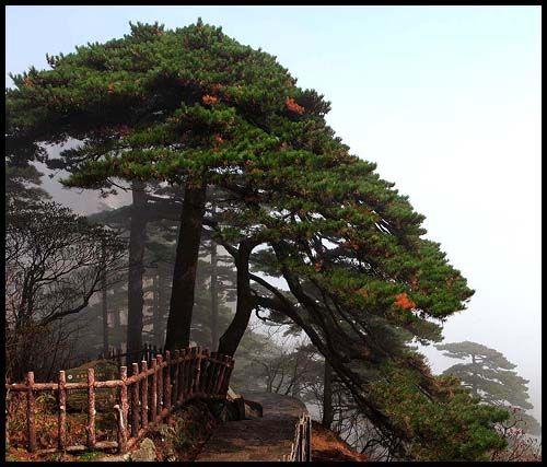 怎樣安排黃山一日遊