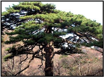 怎樣安排黃山一日遊