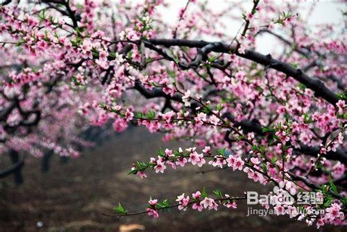 清明踏青攻略—北京京郊踏青好去處