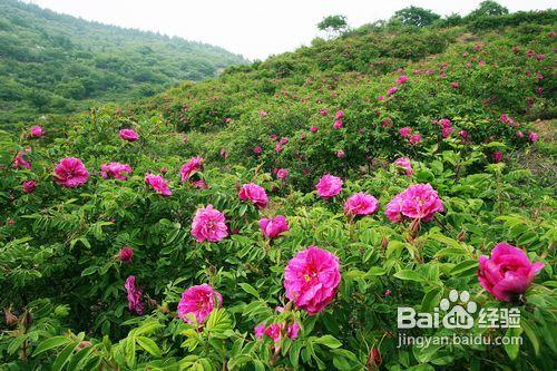 清明踏青攻略—北京京郊踏青好去處