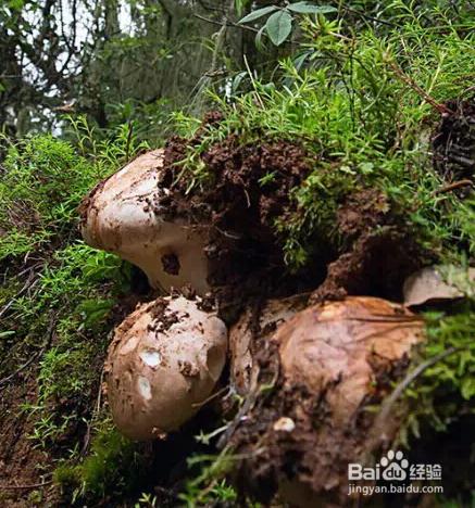 教你怎麼吃香格里拉松茸