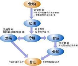 補充酵素的好處