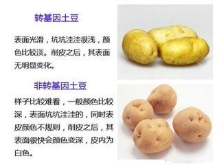 轉基因食品可以食用嗎