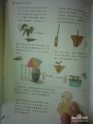 梔子花種植方法