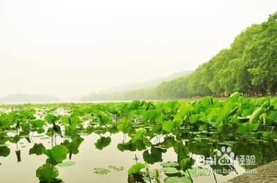 夏季感覺嗜睡，吃不下飯怎麼辦？