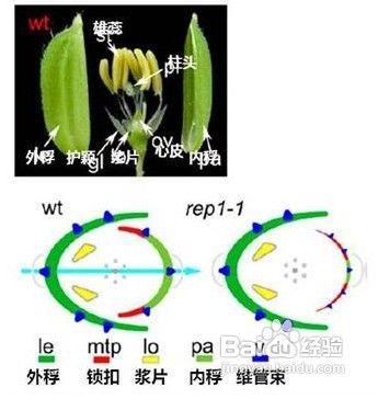 怎樣實現花朵的對稱