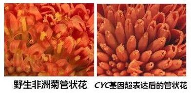 怎樣實現花朵的對稱