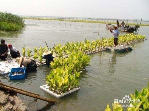 怎樣用人工做植物浮島——技術方法介紹