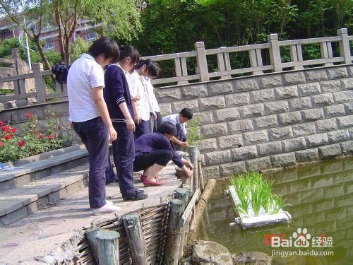 怎樣用人工做植物浮島——技術方法介紹