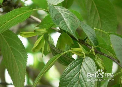 杜仲茶的功效與作用及食用方法