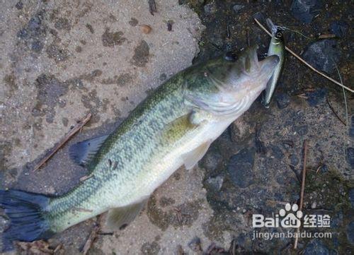 颳風天釣魚的技巧