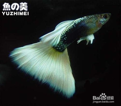 怎麼辨別孔雀魚年齡