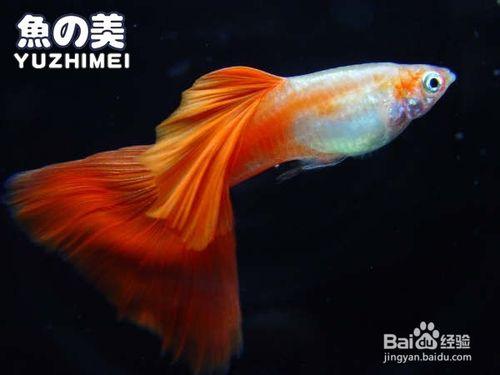 怎麼辨別孔雀魚年齡