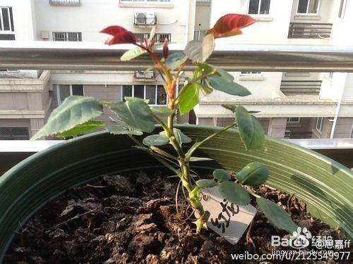 如何種植月季才能做到花繁葉茂？